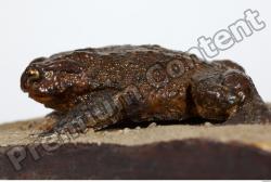 Toad - Bufo bufo